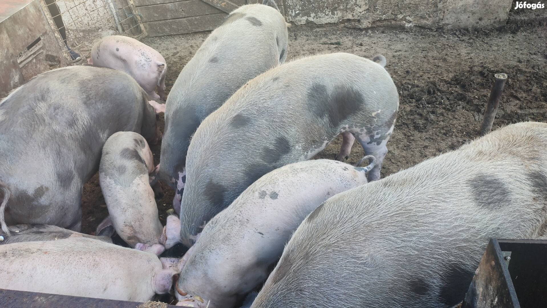 Sertés eladó 200kg 3db