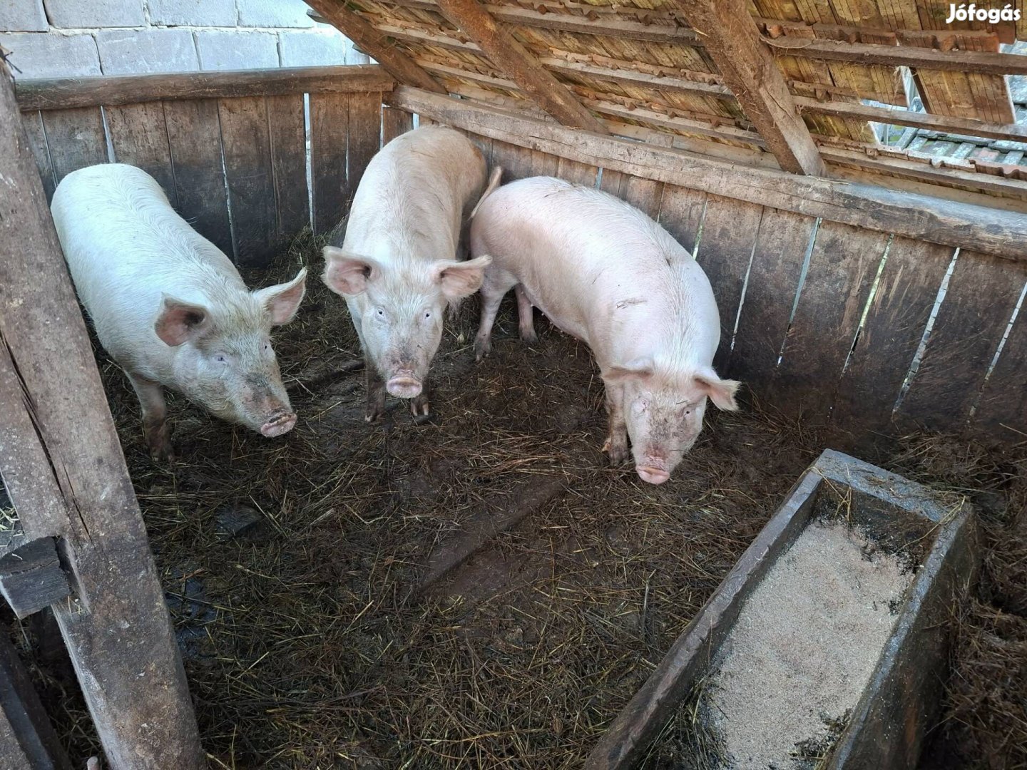 Sertés eladó. 150 200 kg.