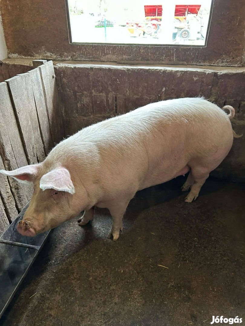 Sertés hízó eladó