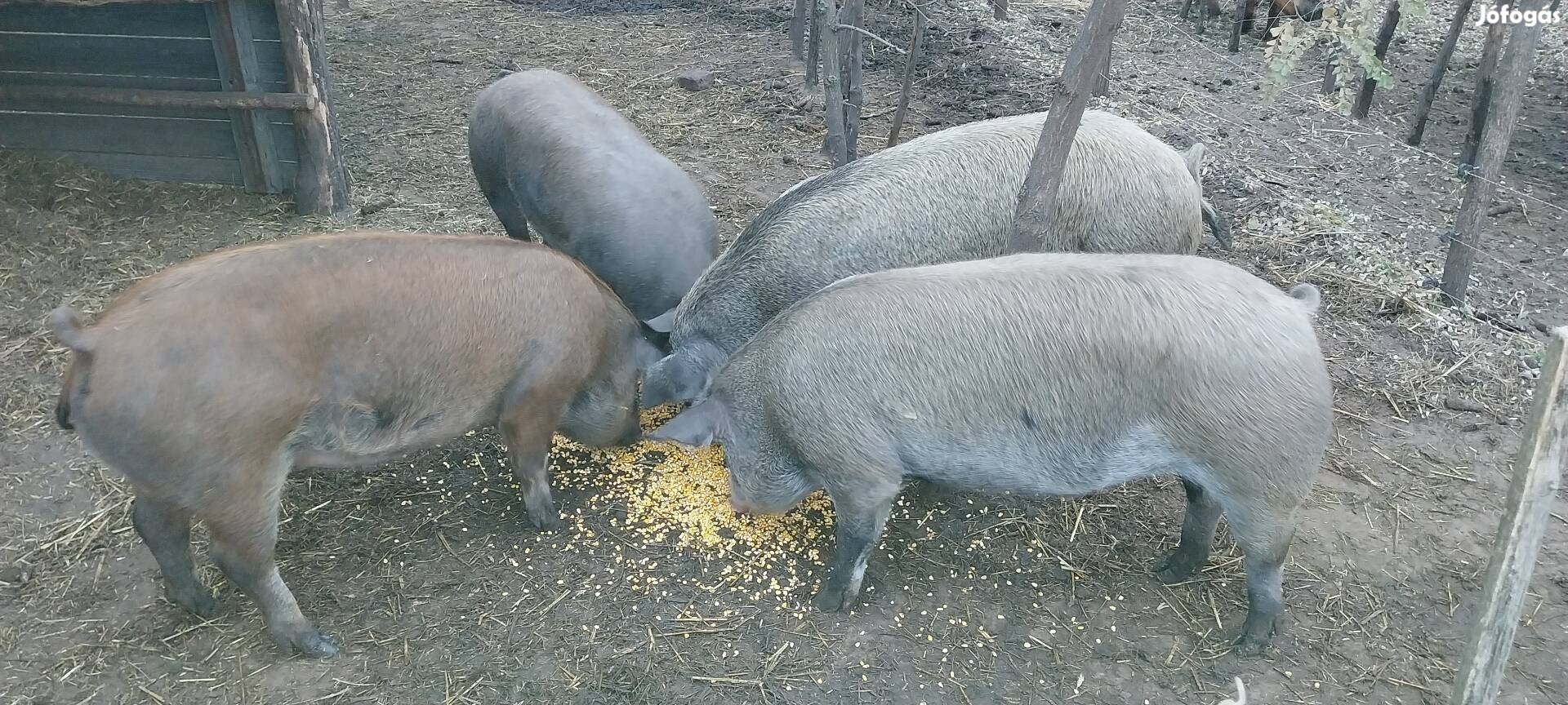 Sertés hizó eladó