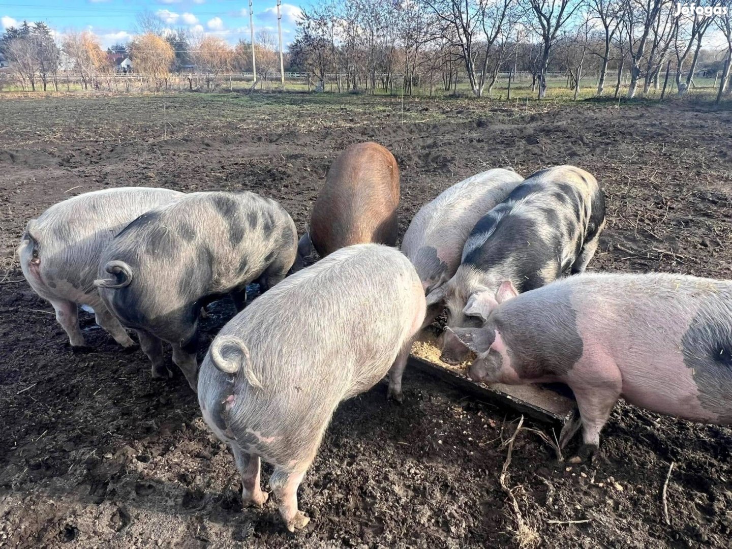 Sertés hízó eladó