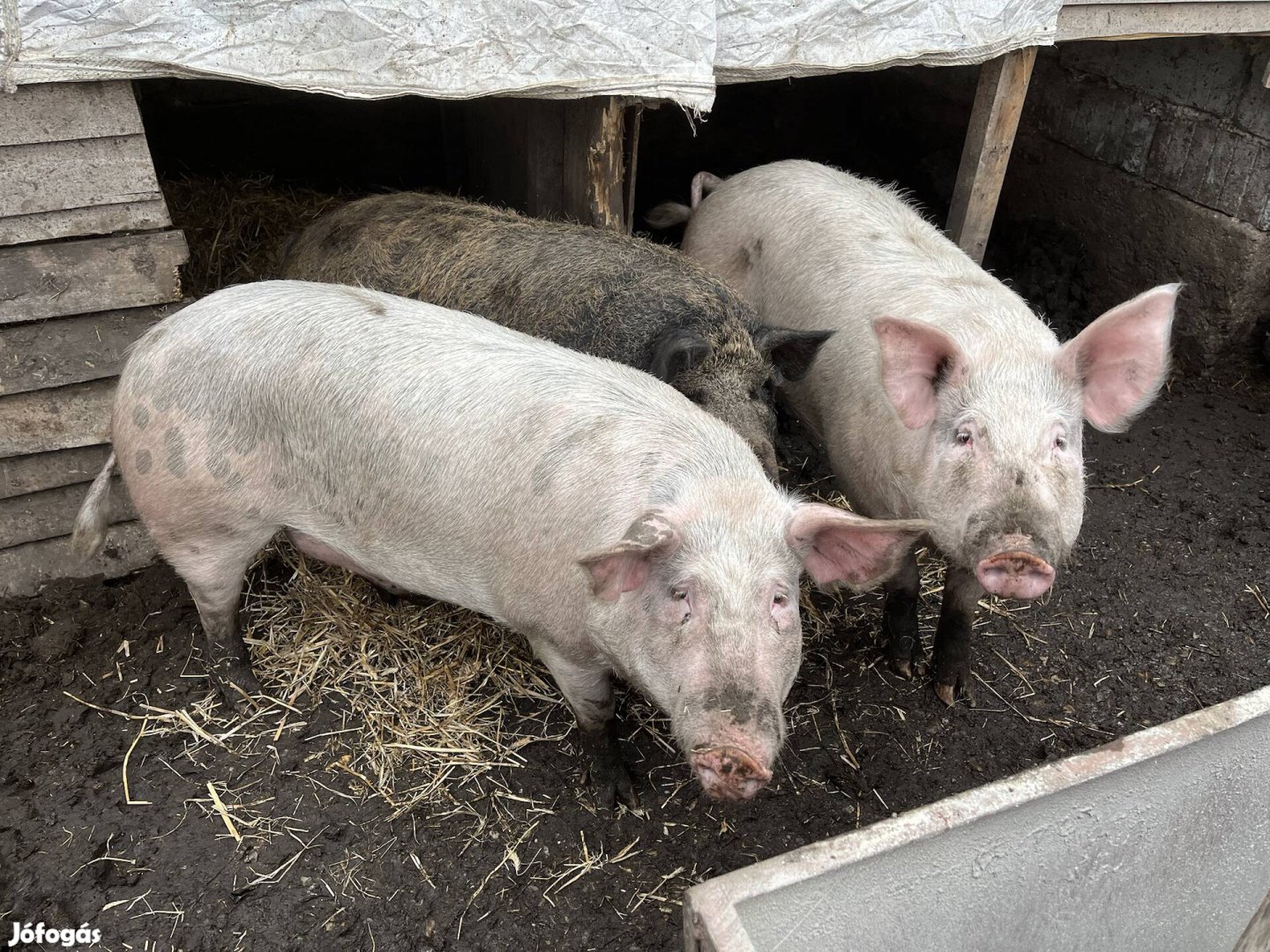 Sertés hizó mangalica