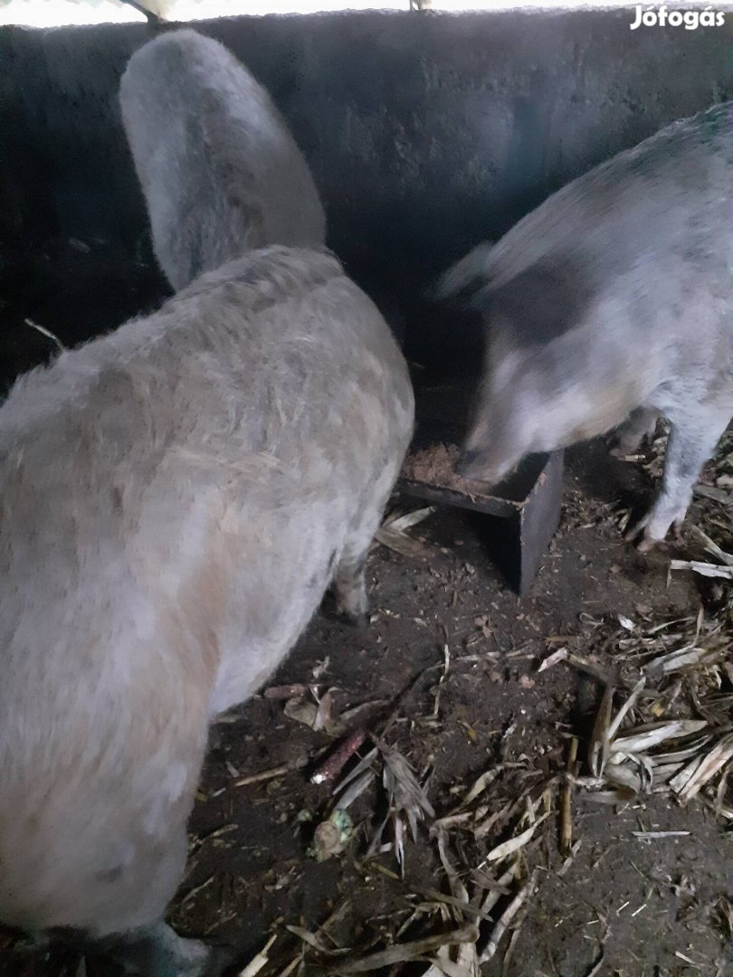 Sertés mangalica keverék eldó130 150kg  os hasítvais