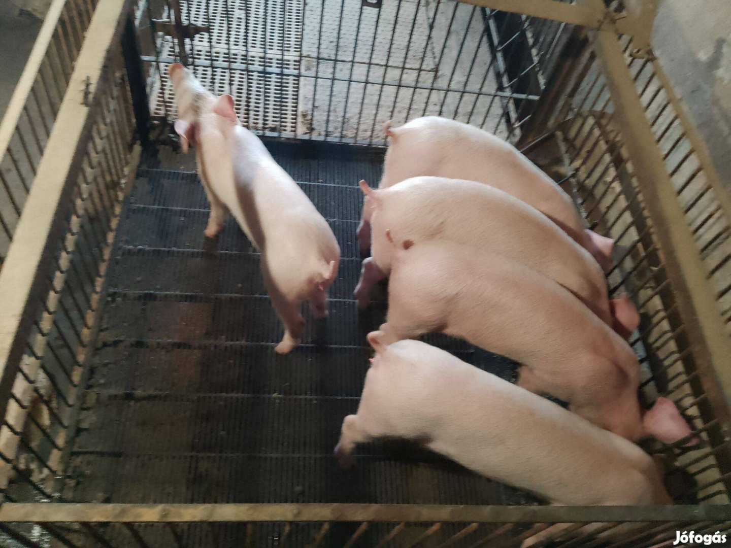 Sertések eladók,malacok,süldők