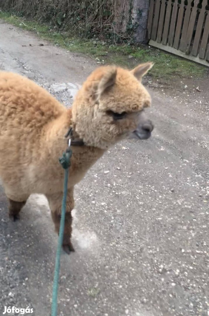 Sétáltatható alpaka gazdit keres!