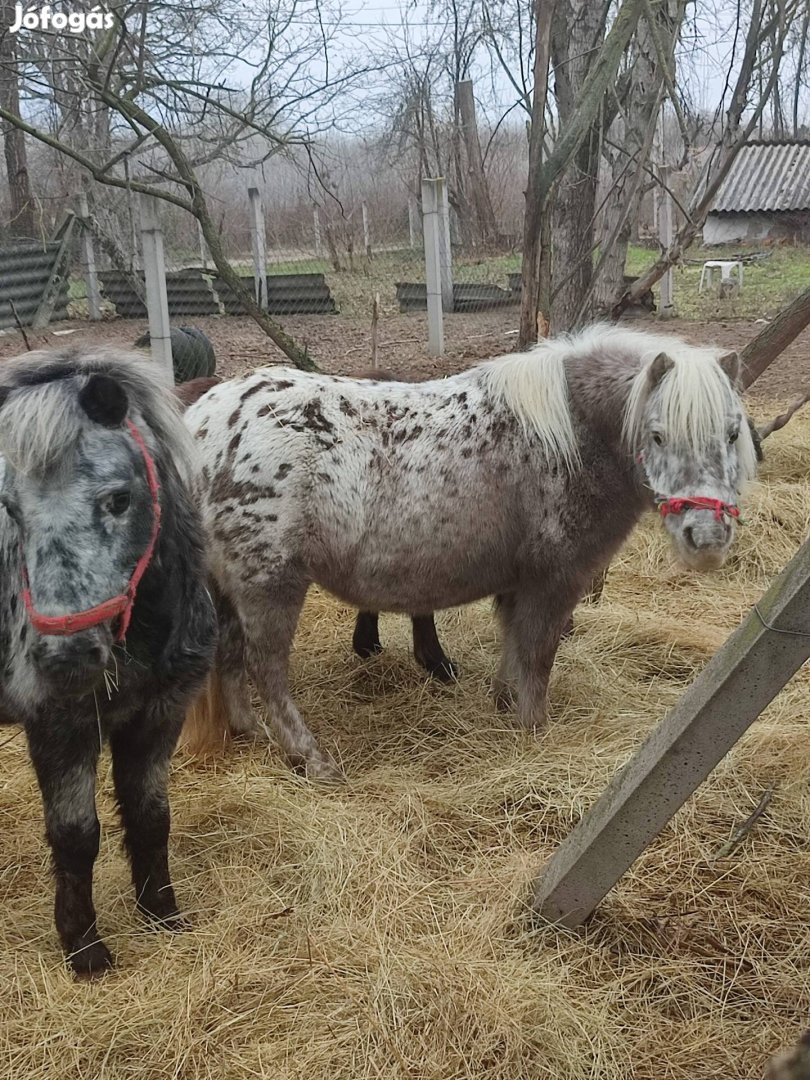 Setlandi pónik istállót cserélnenek!