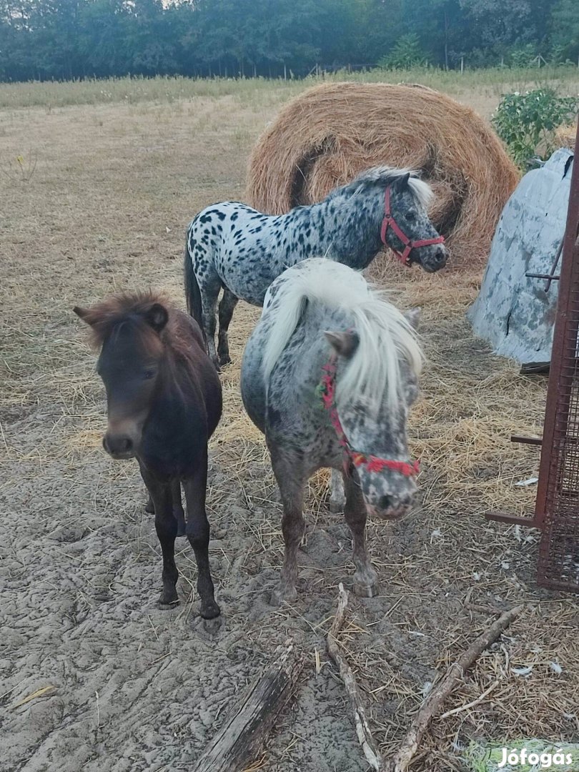 Setlandi pónik költöznének!