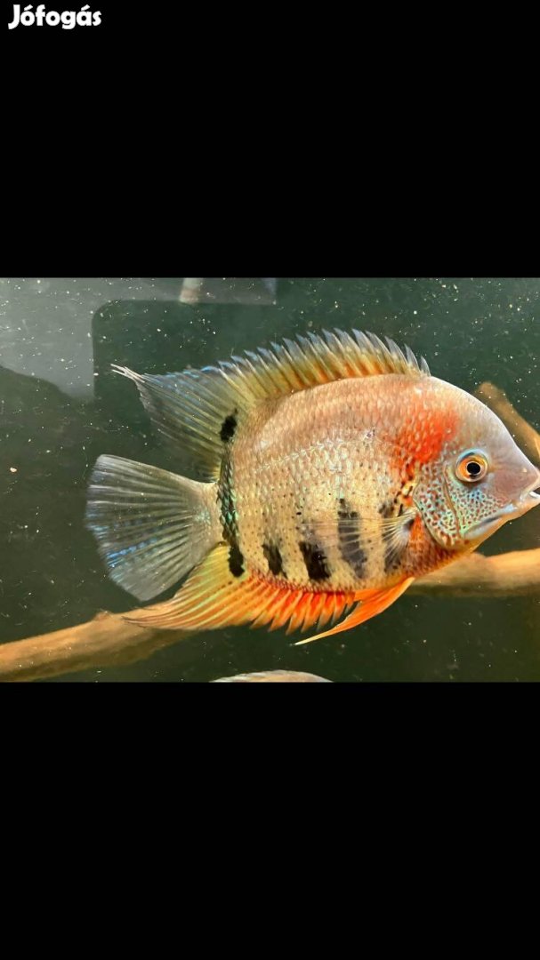 Severum, vieja halak olcsón eladók