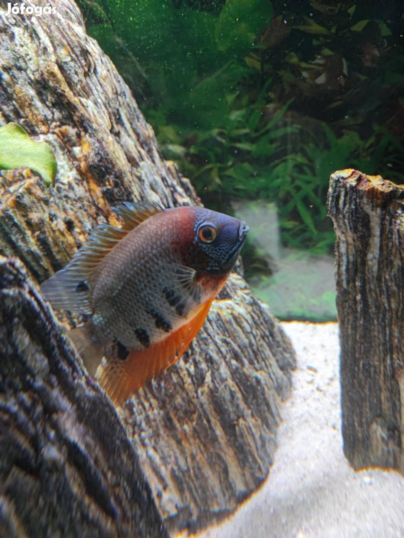 Severum ifjoncok