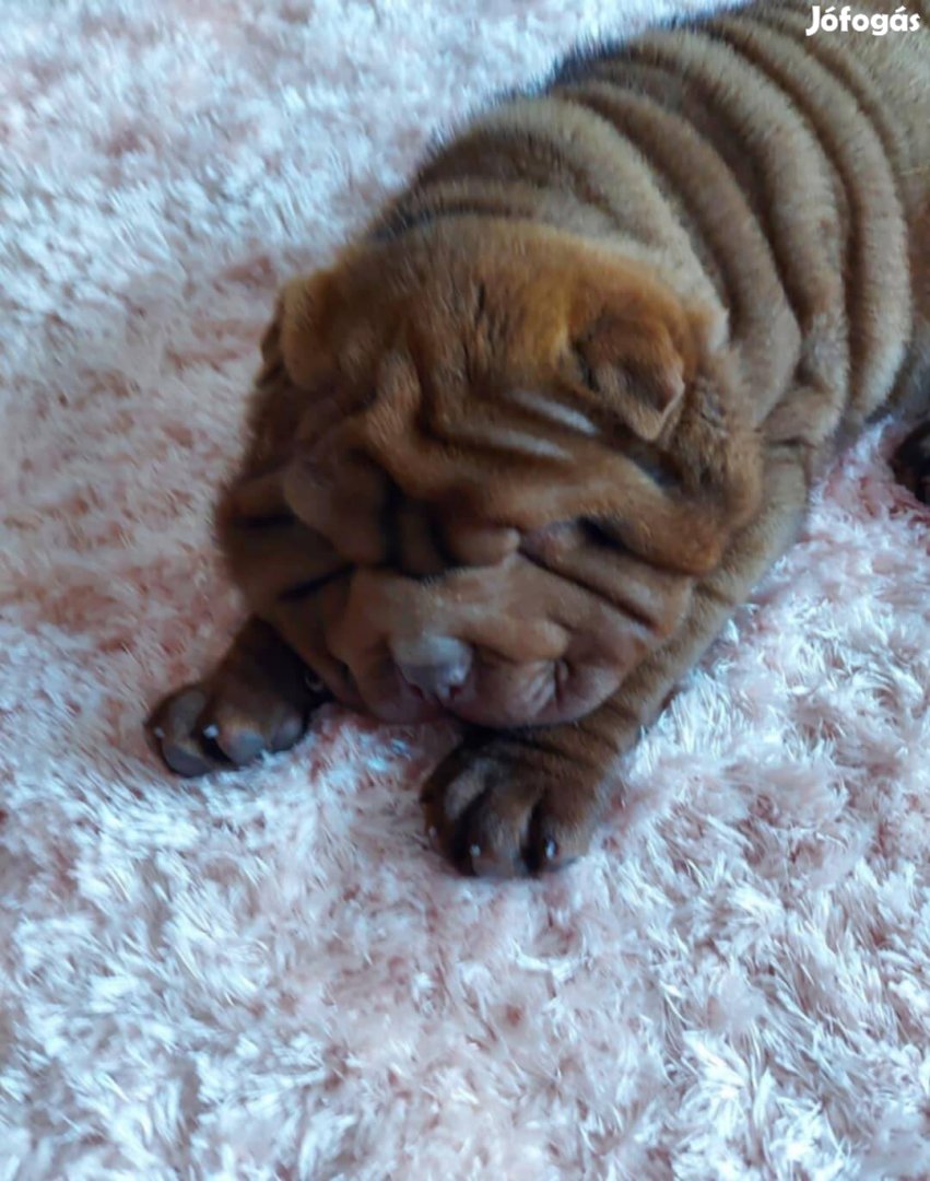 Shar pei baba