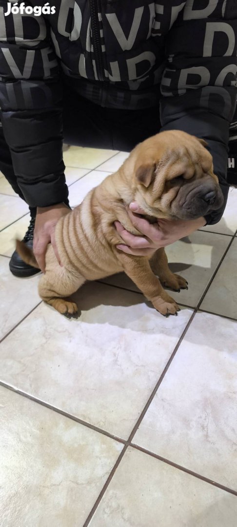 Shar pei plüss mackó 