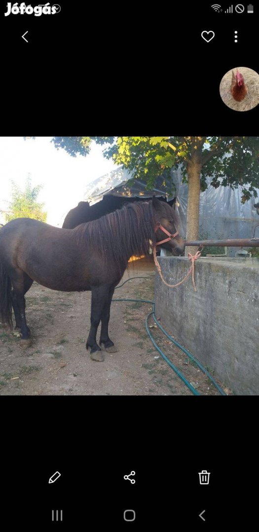 Sheti póni kanca eladó!!!!