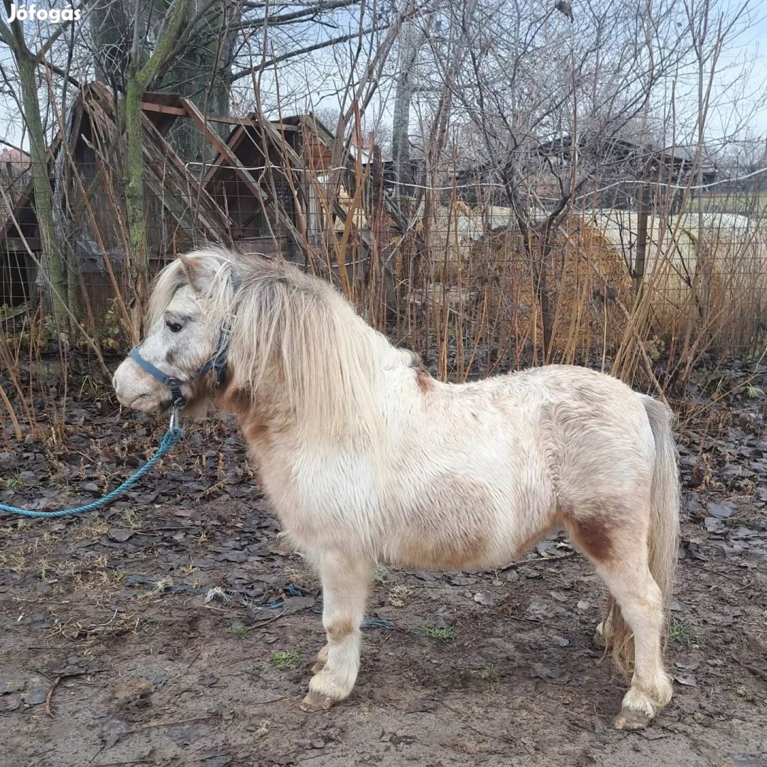 Shetlandi mén póni  eladó cserélhető