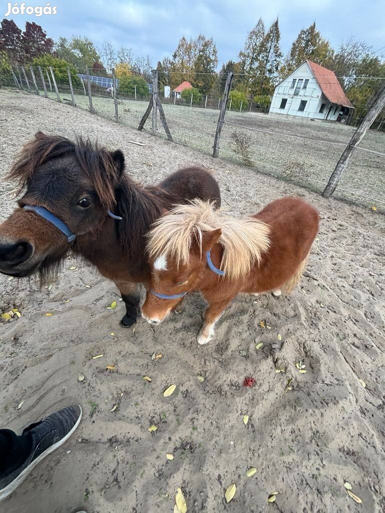 Shetlandi póni csikók eladók!