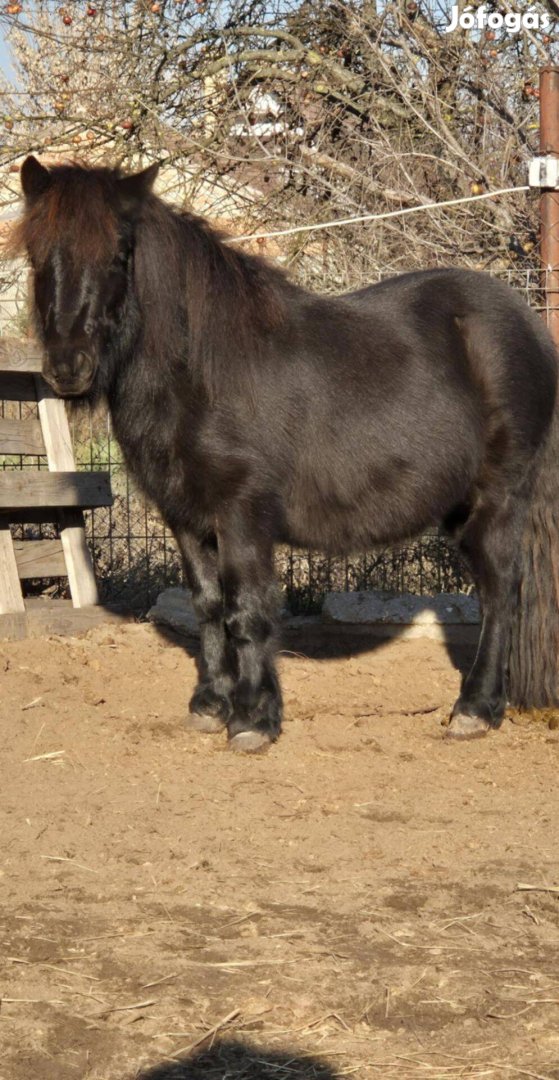 Shetlandi póni csődör eladó