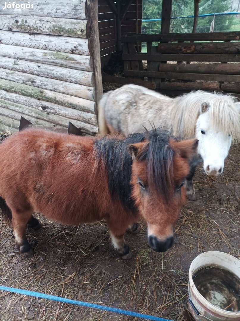 Shetlandi póni pár eladó!