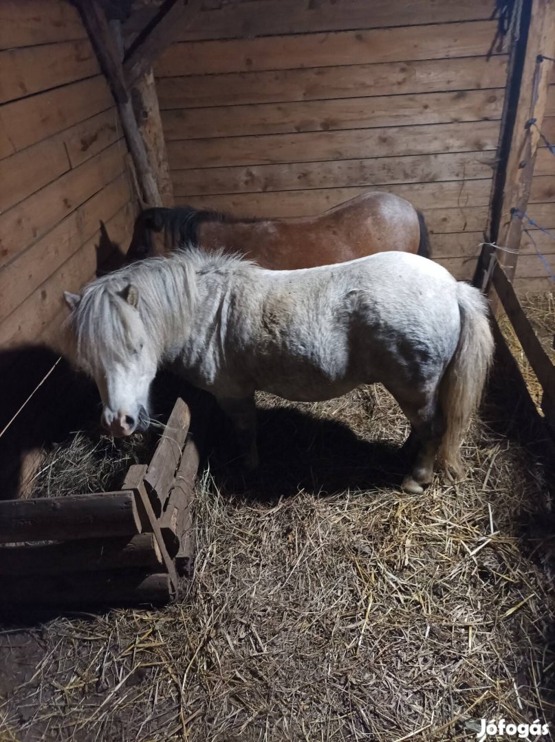 Shetlandi póni pár eladó! 