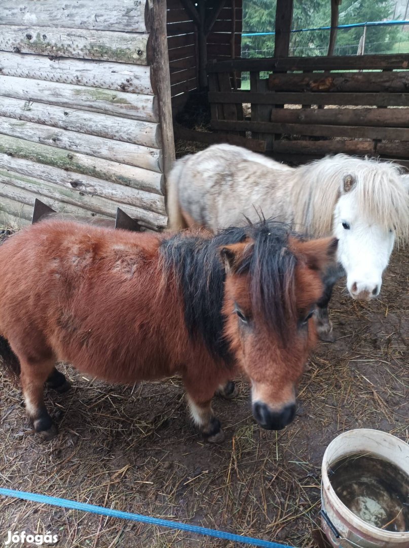 Shetlandi pónipár