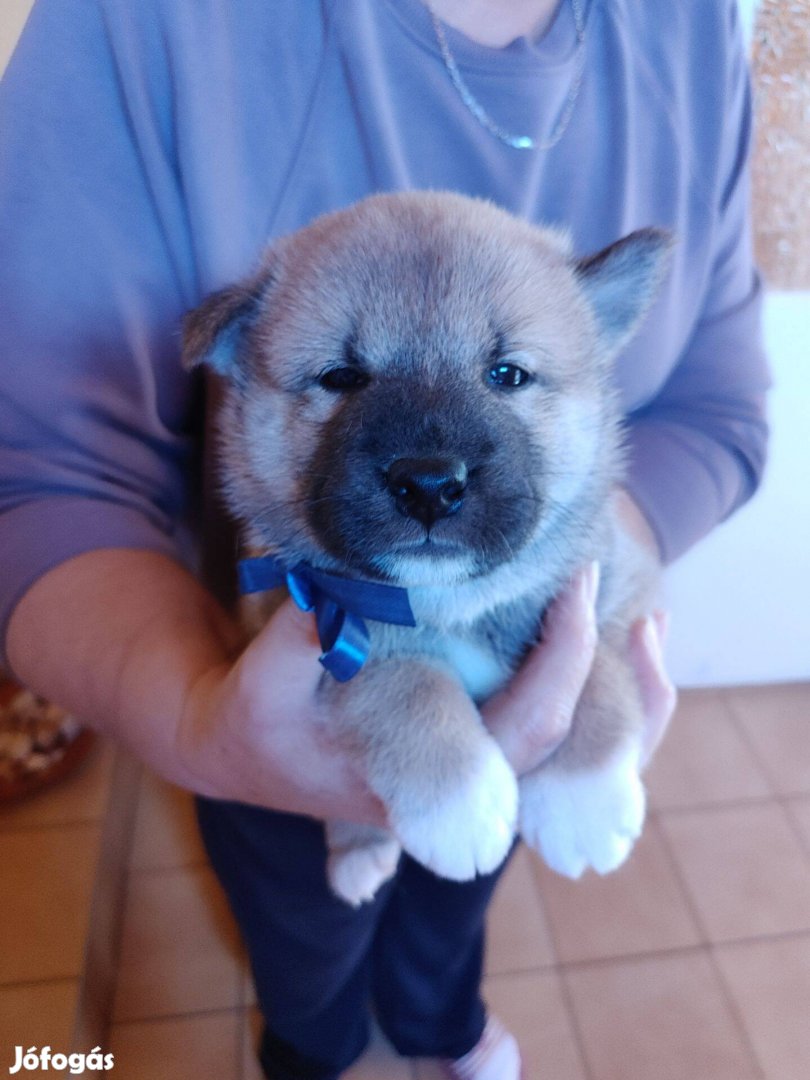 Shiba-Inu eladó kiskutyák