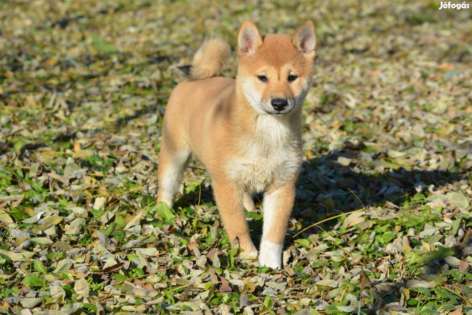 Shiba Inu fajta tiszta, minőségi macis kölykök!