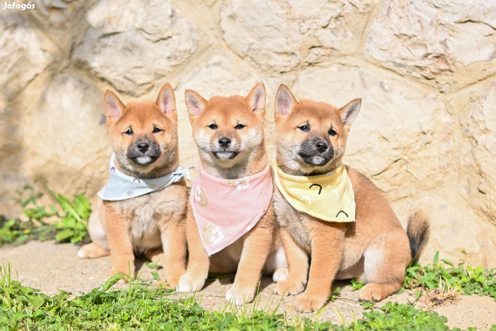 Shiba Inu fajtatiszta jellegű kiskutyák