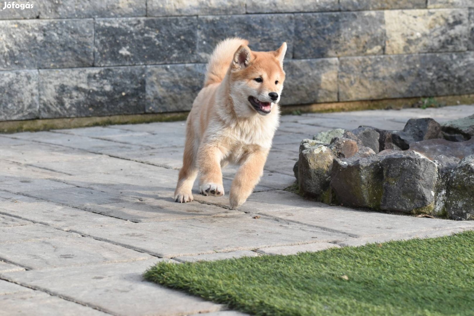 Shiba Inu kisfiú keresi gazdiját