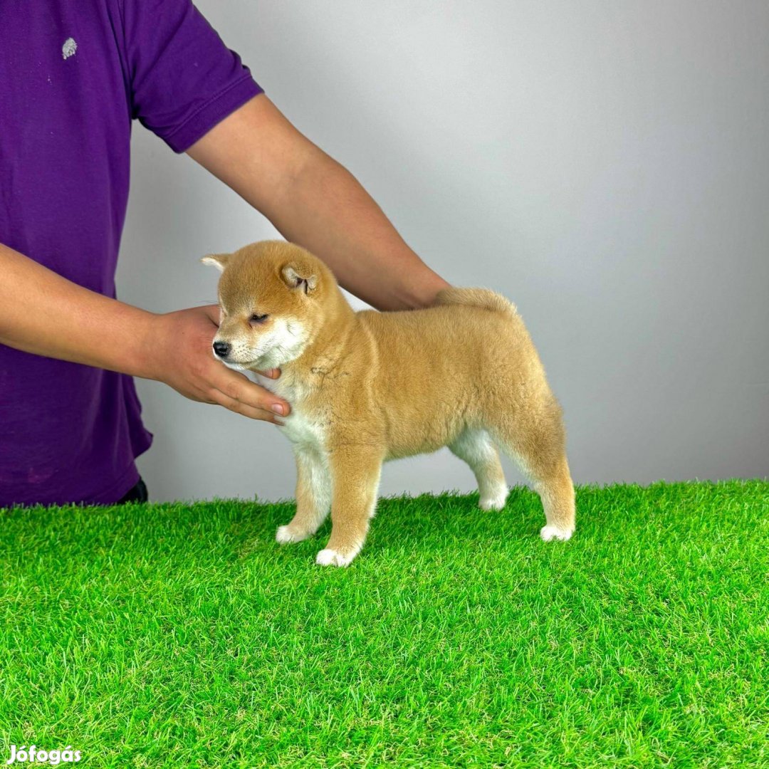 Shiba Inu kiskutya