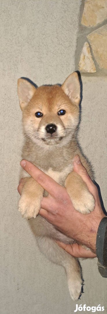 Shiba Inu vörös kisfiú!