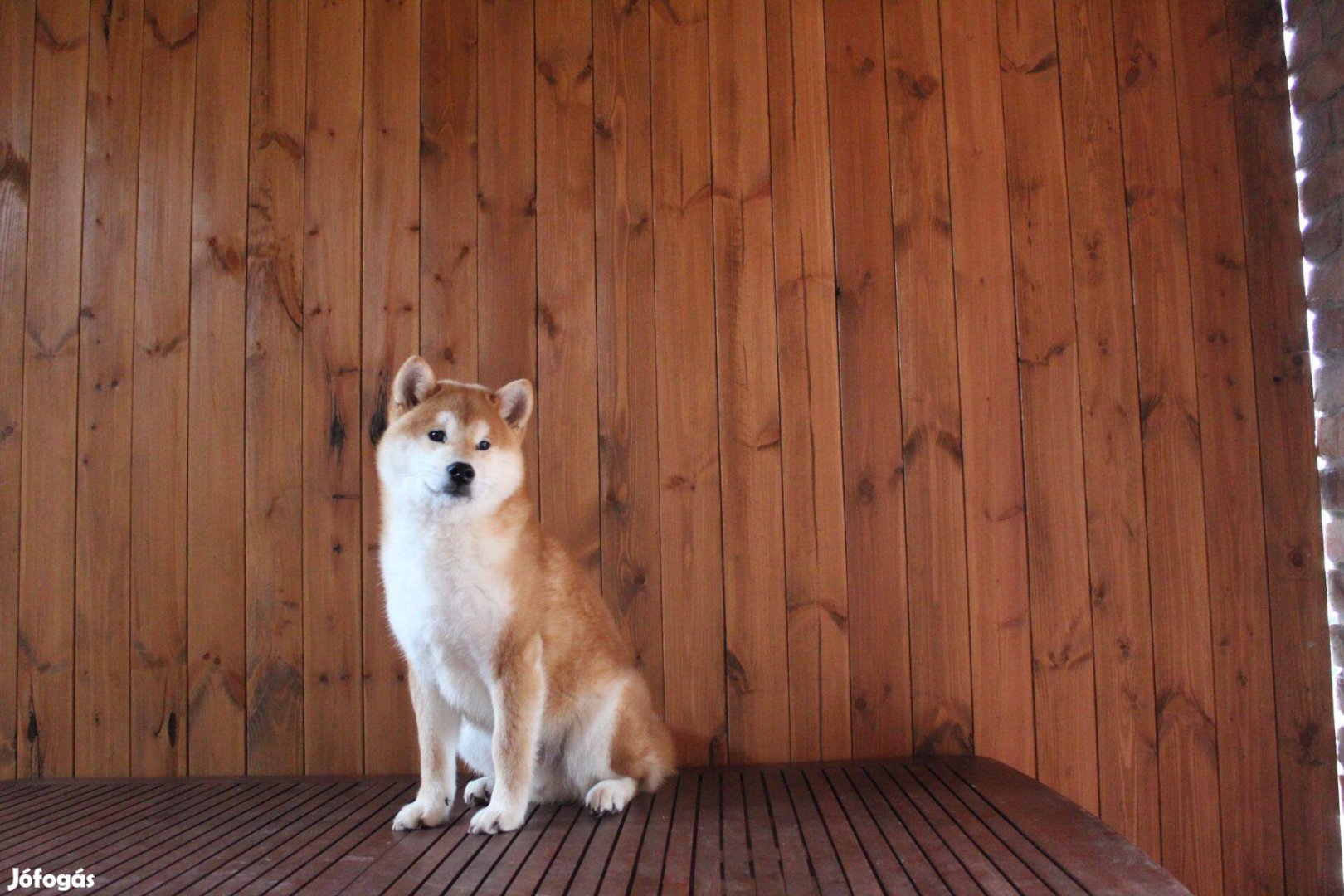 Shiba Kan Kiskutya Eladó