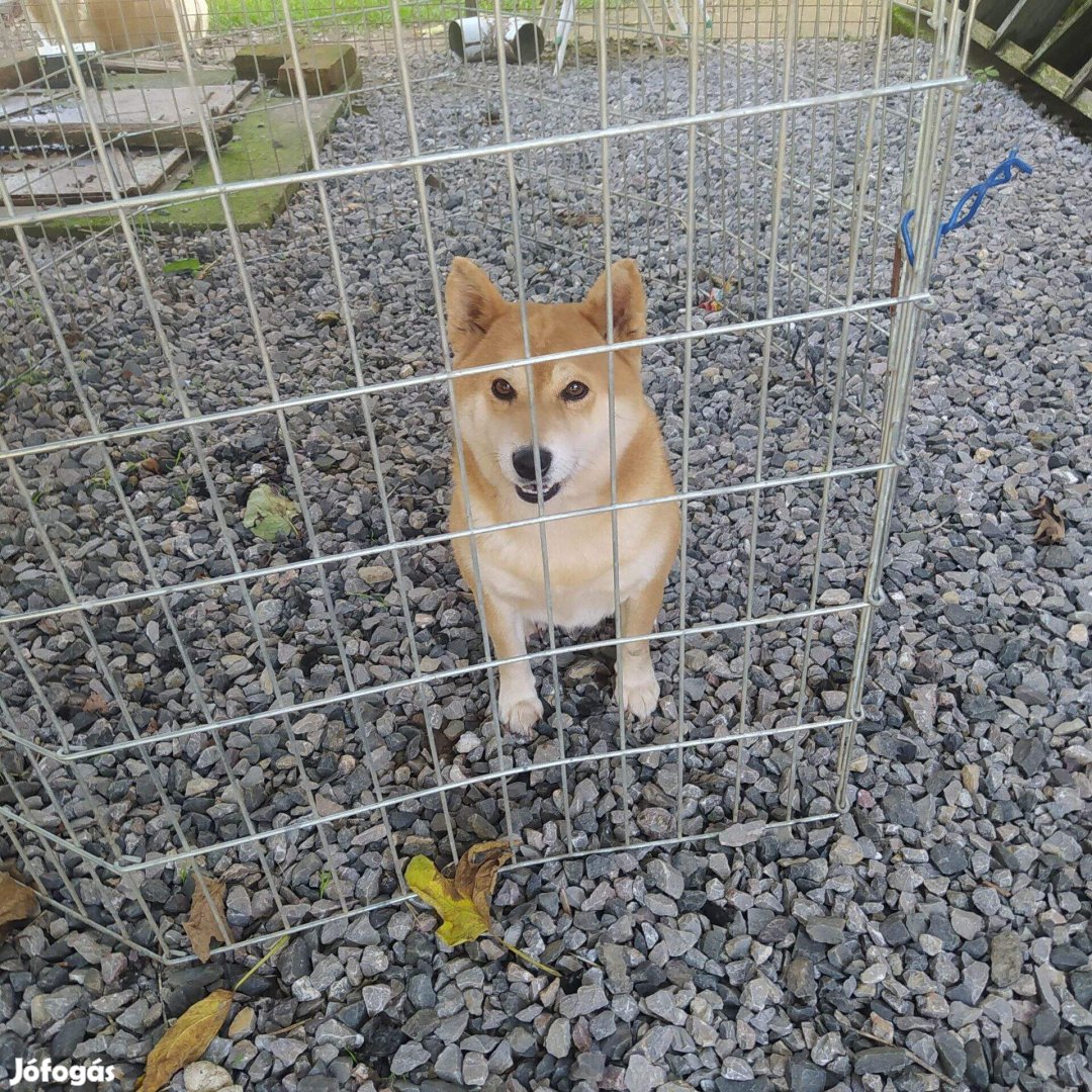 Shiba inu 4 évestörzskönyves lány kutya eladó !