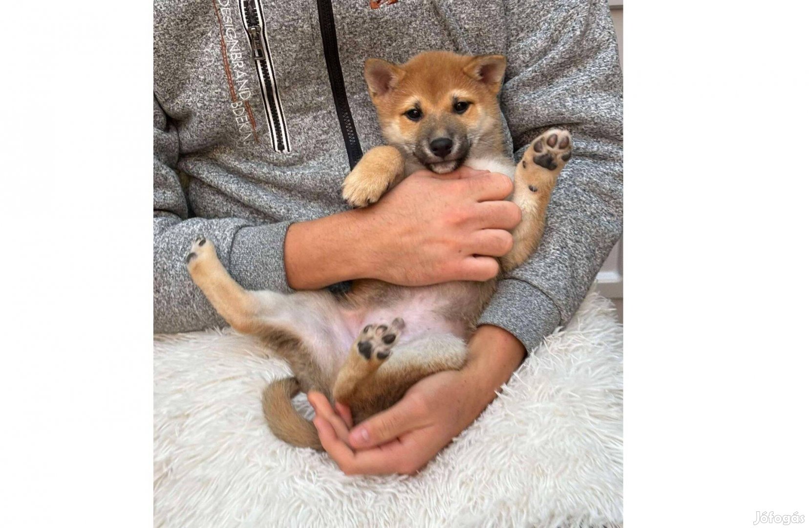 Shiba inu csodás , okos kisfiú kiskutya gazdiját várja