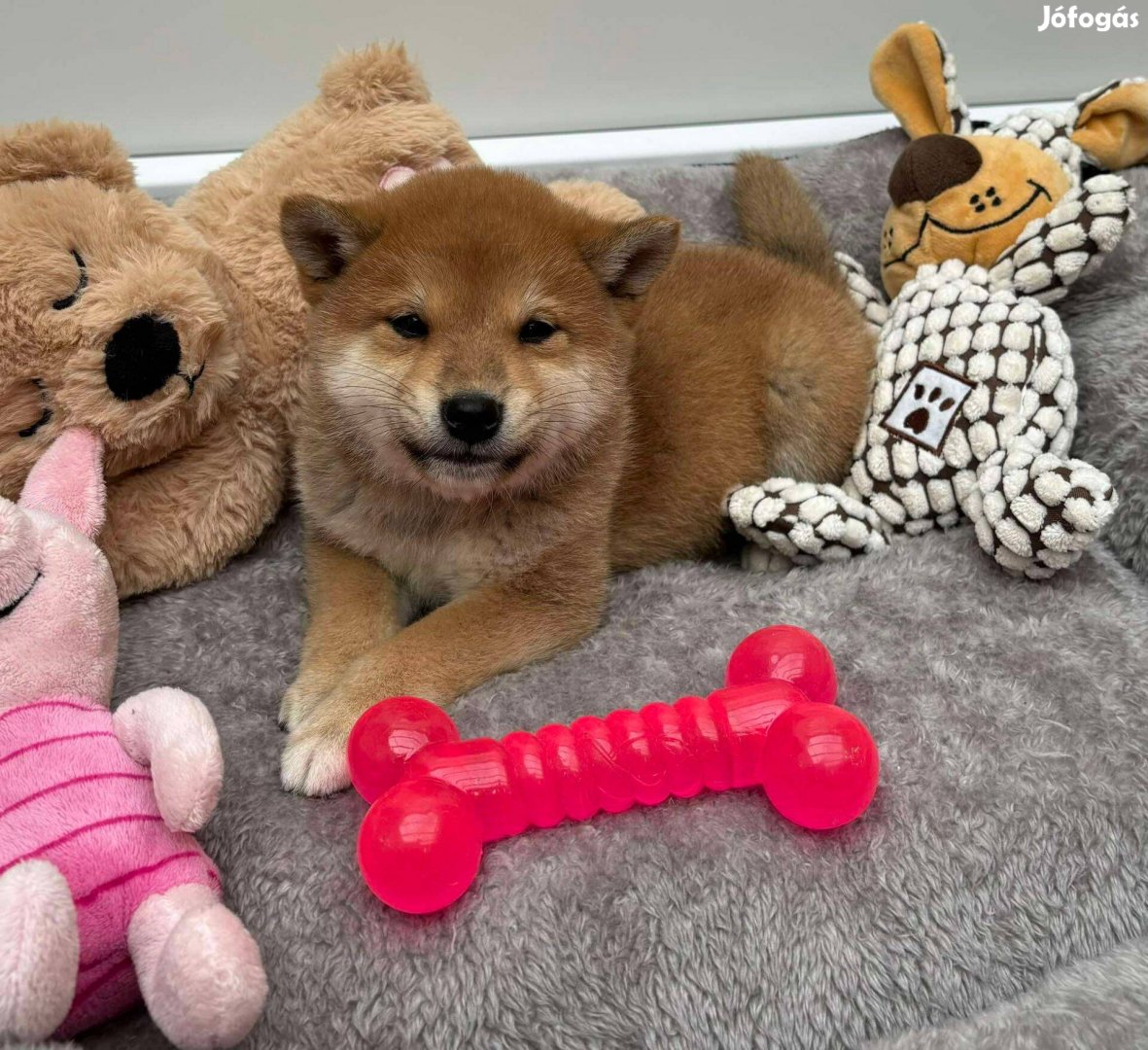 Shiba inu csodás vörös macis kisfiú gazdiját keresi