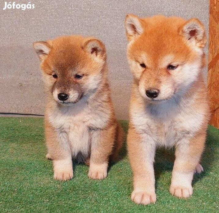 Shiba inu fajtatiszta jellegű, kan kölykök eladóak!