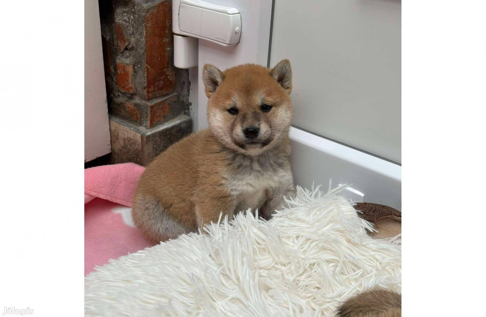 Shiba inu fiú gazdiját keresi Szállításban segíteni tudok