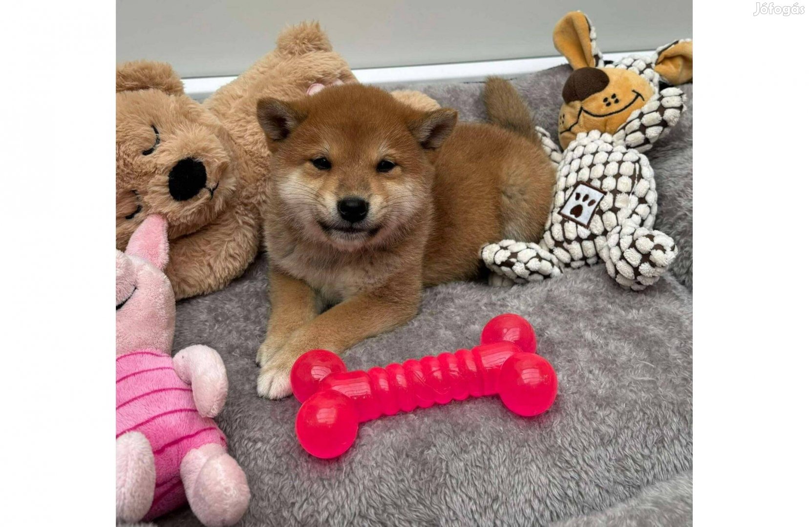 Shiba inu fiú kutyus gazdiját keresi Szállításban segíteni tudunk