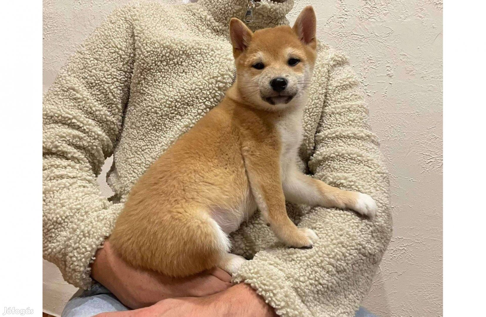 Shiba inu gyönyörű kisfiú gazdisodna Szállításban segítek