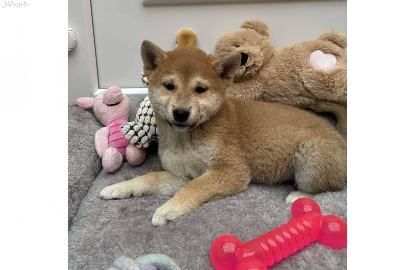 Shiba inu gyönyörű macis fiú kiskutya gazdiját várja