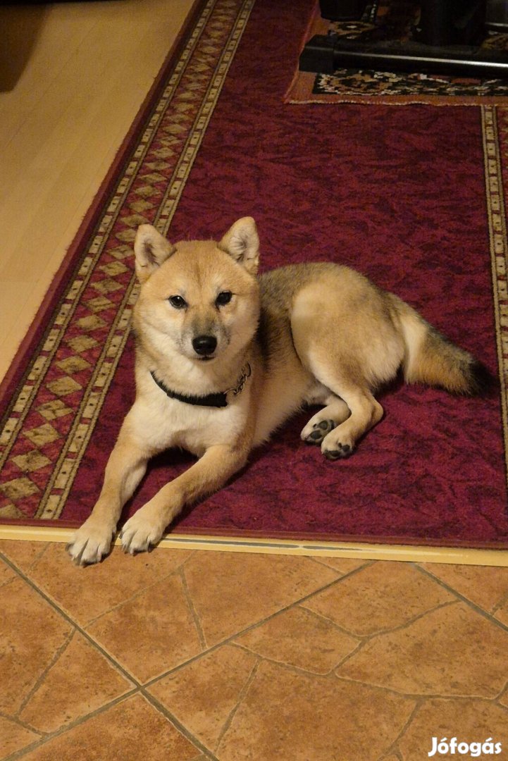 Shiba inu jellegű kutyq örökbefogadható