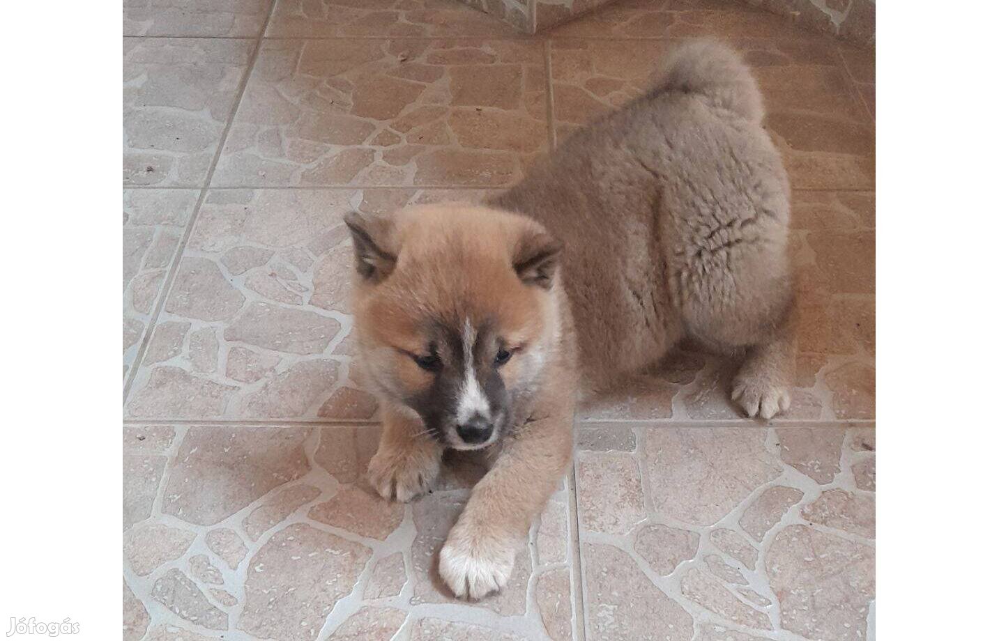 Shiba inu kan