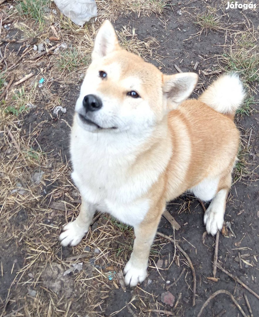 Shiba inu kan eladó