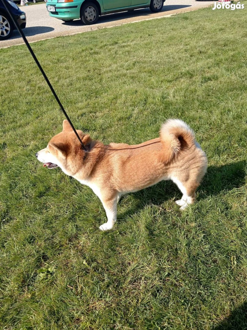 Shiba inu kanok fedeznek