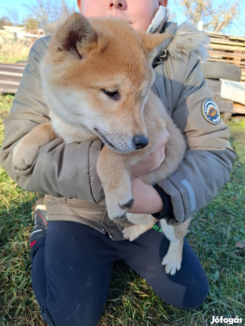 Shiba inu kisfiú ingyen elvihető