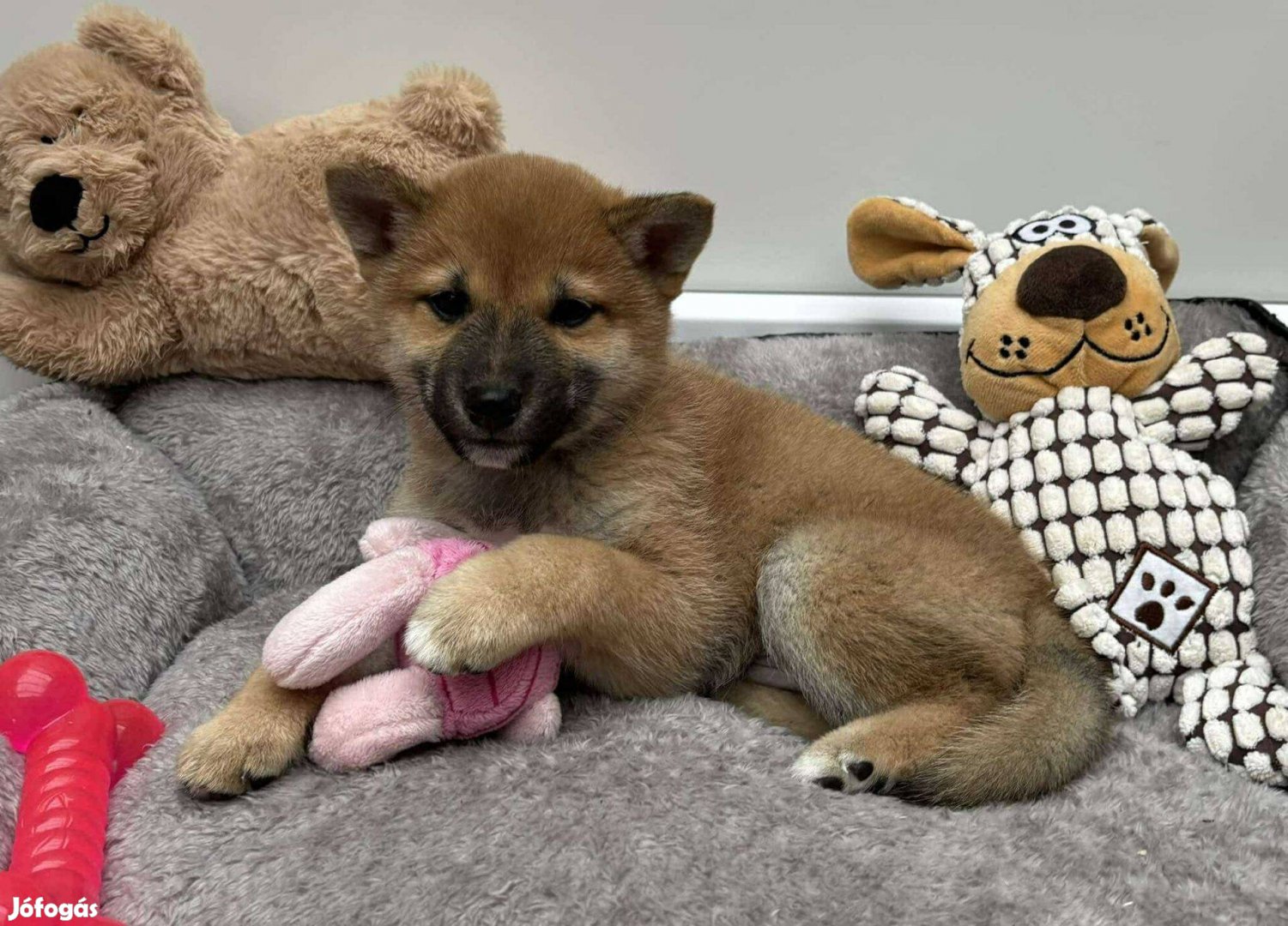 Shiba inu kisfiú kiskutya gazdiját várja Szállításban segíteni tudunk