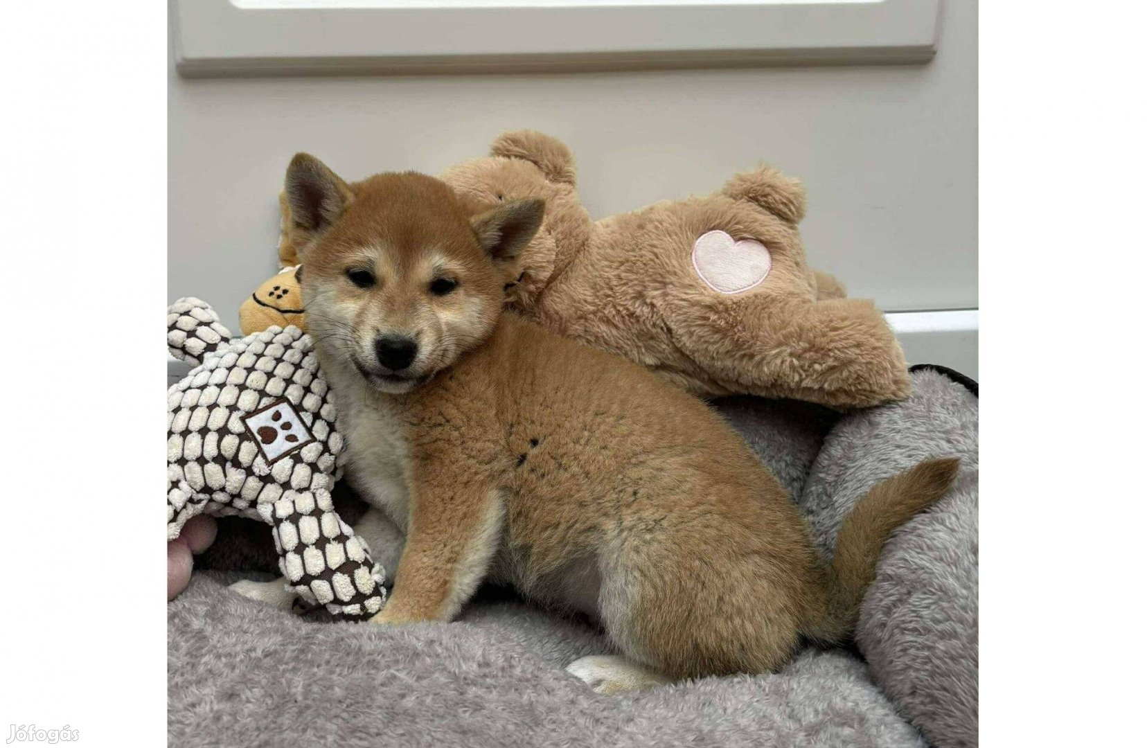 Shiba inu kisfiú várja gazdiját Szállításban segíteni tudunk