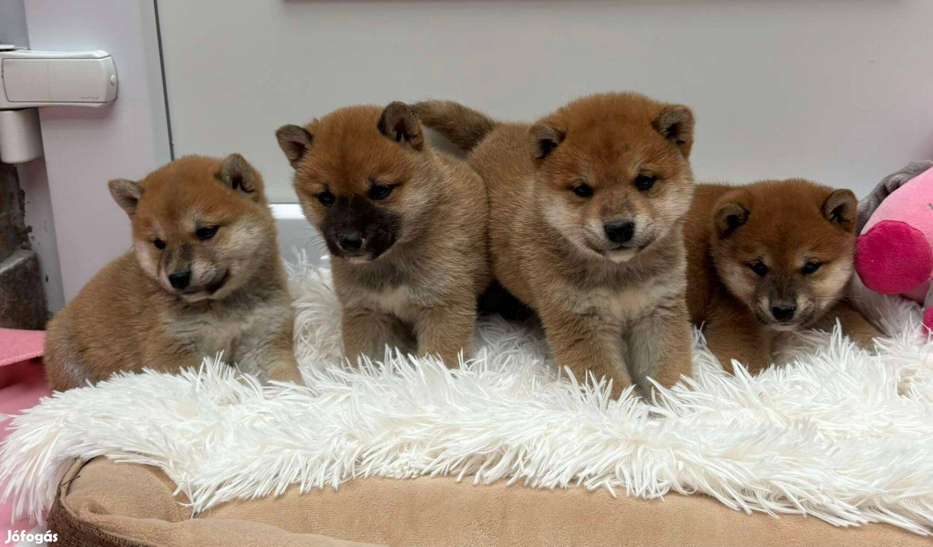 Shiba inu kiskutyák gazdisodnának