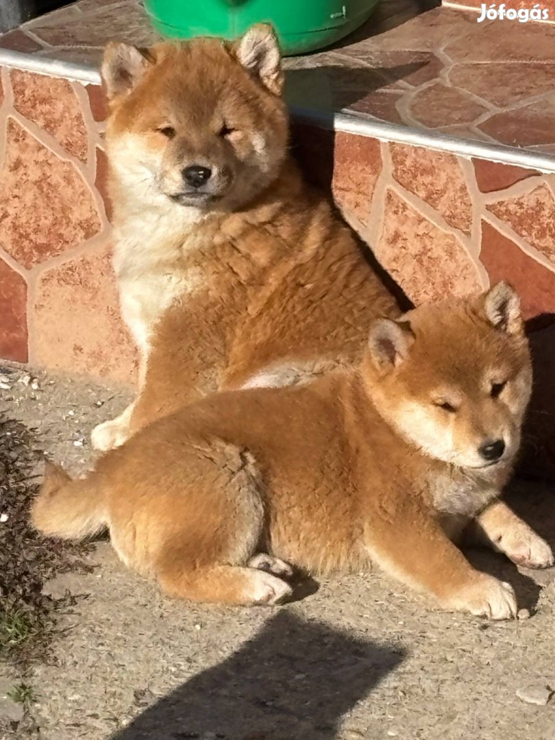 Shiba inu kölyök