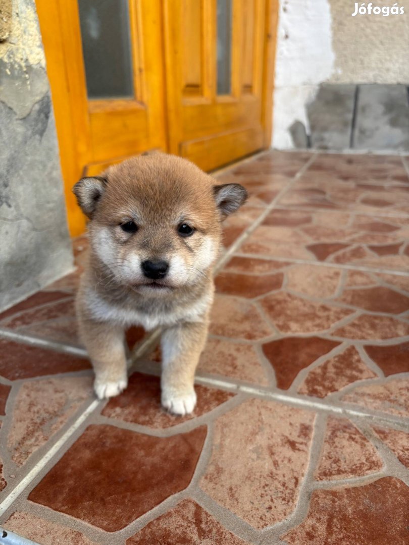 Shiba inu kölyök kutyusok