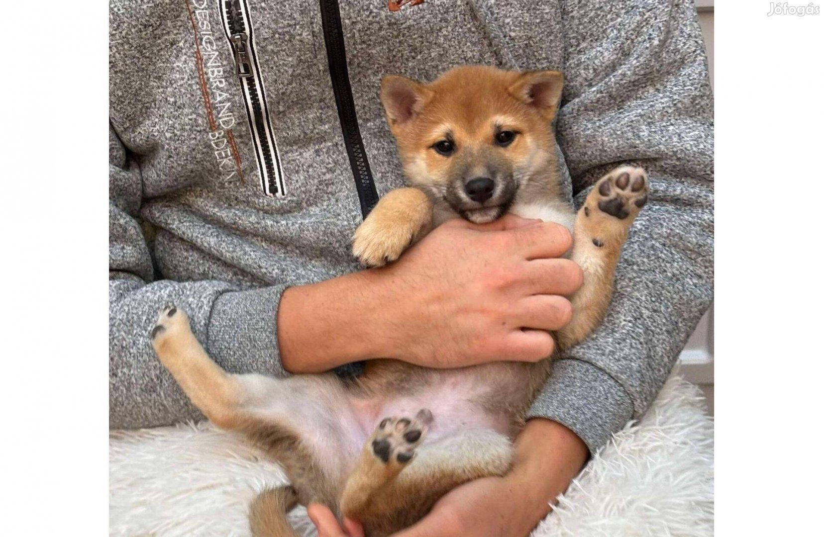 Shiba inu macis kisfiú gazdiját keresi