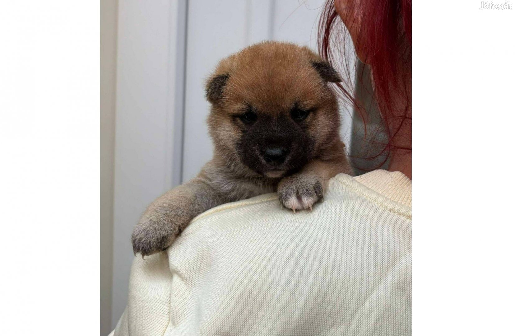 Shiba inu macis kisfiú kiskutya gazdiját keresi