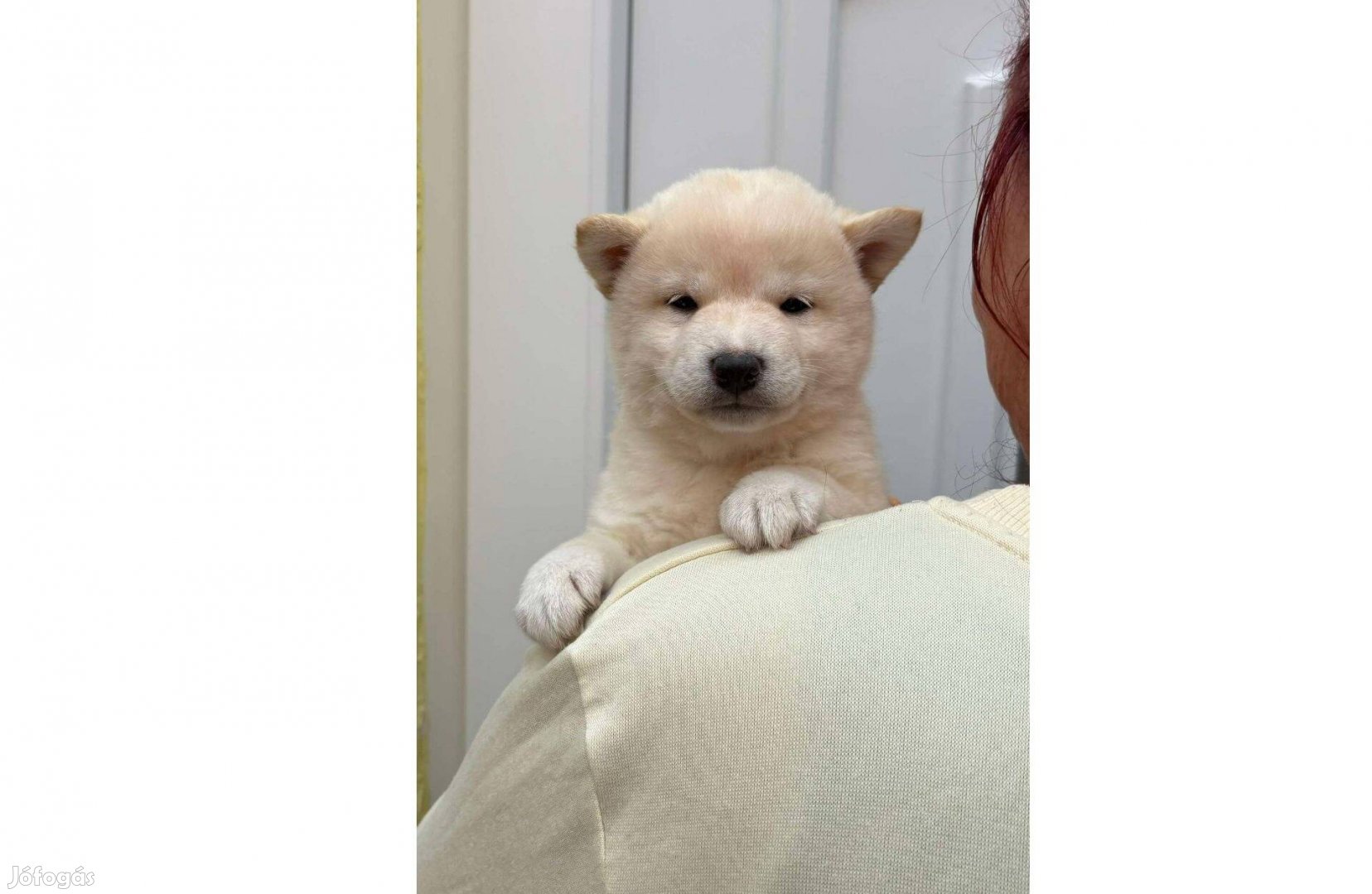 Shiba inu macis krém jegesmaci kisfiú gazdiját várja